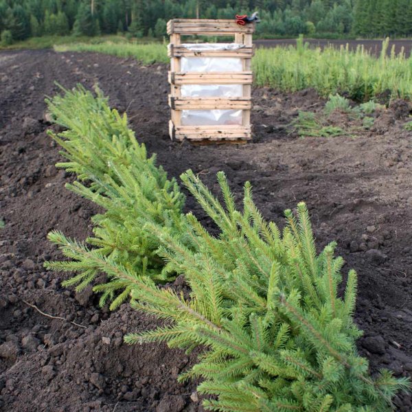 Молодые елки скосили вместе с травой в Красноярске