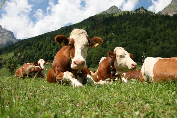 В Болгарии могут усыпить корову за незаконное пересечение границы ЕС