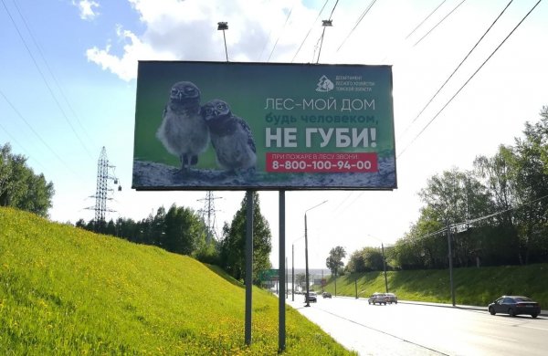 Житель Томска возмущён лицемерием властей по вопросам сбережения леса