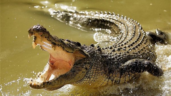 В Австралии 50 крокодилов открыли пляжный сезон и по утрам греются на солнце