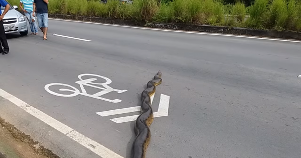 Гигантская анаконда в Бразилии создала пробку на дороге