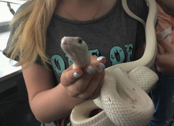 Две воронежские школьницы организовали фотосессию с опасными змеями