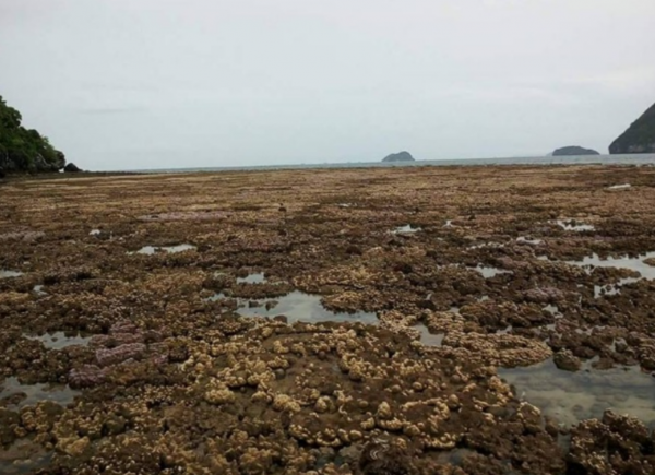 Загадочная аномалия: В Таиланде вода отошла на два километра от берега