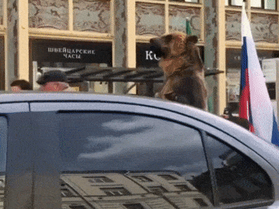 Видео: Медведь в старинном авто празднует победу сборной России
