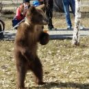 В Хабаровске женщина выгуляла на улице медвежонка и вызвала волну критики