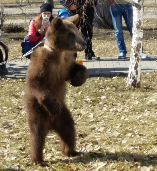 В Хабаровске женщина выгуляла на улице медвежонка и вызвала волну критики