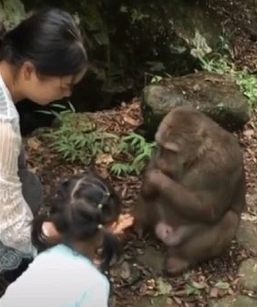 В зоопарке Китая обезьяна отправила в нокаут маленькую девочку