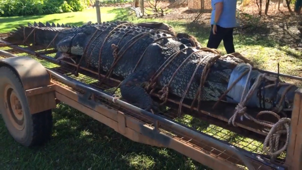 После 8 лет охоты в Австралии поймали 600-килограммового крокодила