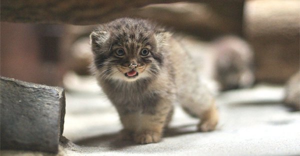 В зоопарке Новосибирска детенышей манула вскармливает домашняя кошка