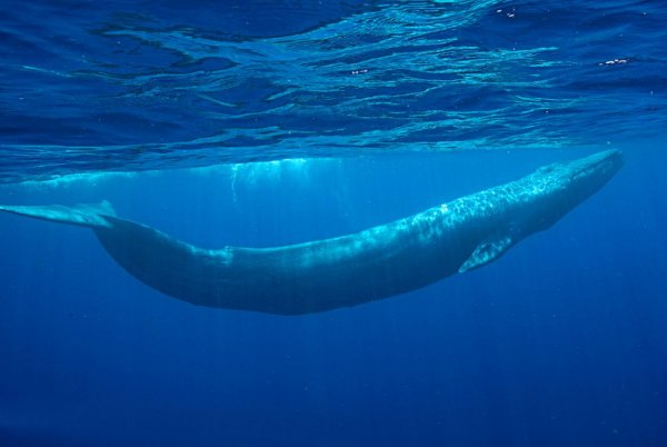 Китобои-браконьеры впервые за полвека лишили жизни синего кита