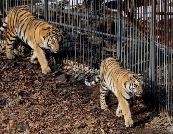 В Чехии нашли сбежавших из зоопарка опасных хищников