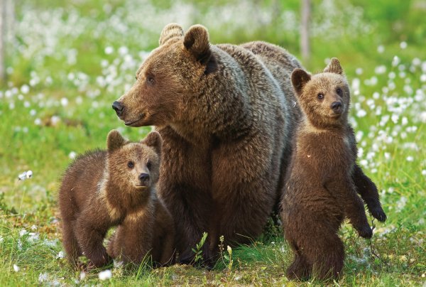 ФСБ хотят причислить бурого медведя к стратегическим ресурсам