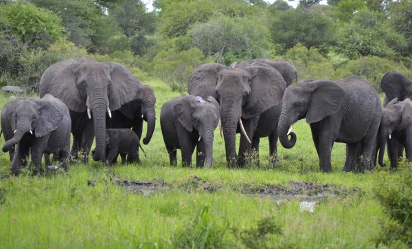 Слоны национального парка Африки удивили туристов забавными играми