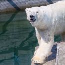 В нижегородском зоопарке поселился «московский» белый медведь