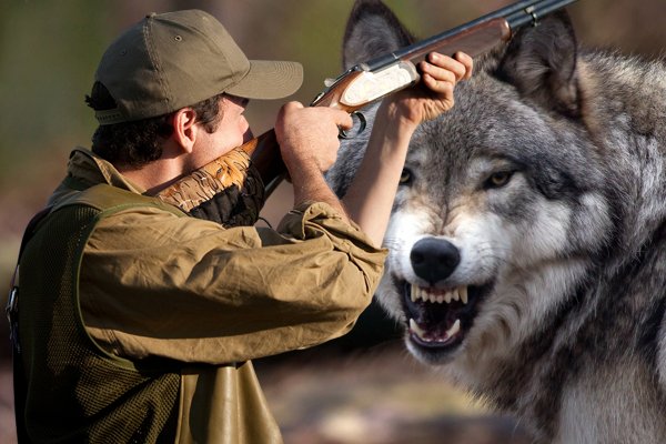 «В охоте на волка большая вероятность превратиться в жертву» - профессиональный волчатник