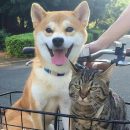 Реакция кота и пса на поездку в корзине велосипеда рассмешила пользователей Сети