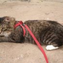 Садистский выгул кота шокировал жителей Воронежа
