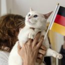Делаем ставки: Глухой кот Ахиллес будет предсказывать результаты матчей ЧМ-2018