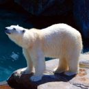 Белый медведь из пензенского зоопарка сможет охотиться на карасей