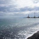 В Черном море появились ядовитые морские драконы