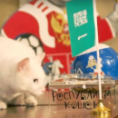 Кот-оракул Ахилл создал собственное реалити-шоу на YouTube