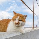 Символ Крымского моста кот Мостик отъедается в Сочи и болеет за Роналду Символ Крымского моста кот Мостик отъедается в Сочи и болеет за Роналду