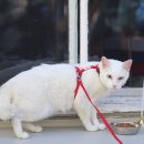 Кот Ахилл из Эрмитажа предсказывает победу сборной России против Египта