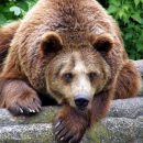 В зоопарке Воронежа показали начало дня для медведицы В зоопарке Воронежа показали начало дня для медведицы