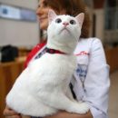 Кот Ахилл предсказал победителя в матче Бразилия – Коста-Рика