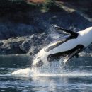 Две косатки поразили удивительными движениями туристов мыса Анива Две косатки поразили удивительными движениями туристов мыса Анива