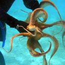 Самый ленивый осьминог в мире поселился на Гавайях Самый ленивый осьминог в мире поселился на Гавайях