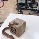 Кошка, впервые увидевшая змею, покорила Сеть