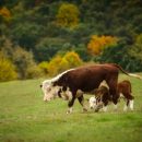 Корова считает, что она олень:  В США в лесу нашли корову, выросшую в стае оленей
