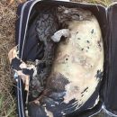 В Британии на автостоянке обнаружили мертвого бурого дельфина в чемодане