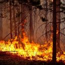 В Калифорнии ввели режим ЧС из-за лесных пожаров В Калифорнии ввели режим ЧС из-за лесных пожаров