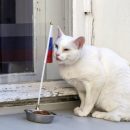 В США учёные опровергли предсказания российского кота-оракула
