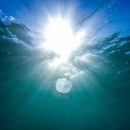 У берега Китая нашли живого человекоподобного морского мутанта
