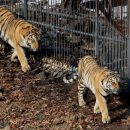 В Чехии нашли сбежавших из зоопарка опасных хищников
