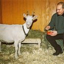 Путинский козёл отпущения: Медведева «разнесли» после отчёта в Госдуме Путинский козёл отпущения: Медведева «разнесли» после отчёта в Госдуме